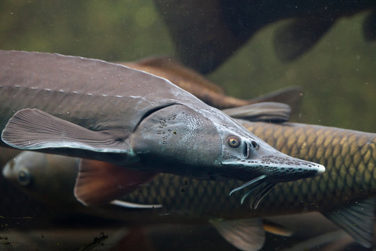 Siberian sturgeon (Acipenser baerii).