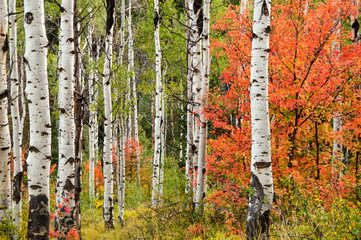 Utah autumn forest