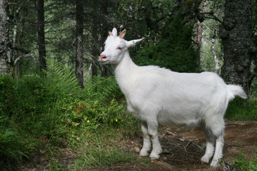 Obraz premium white goat in forest