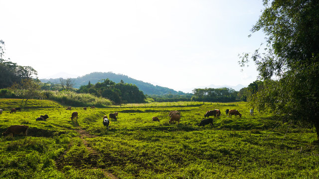 Cows in the field