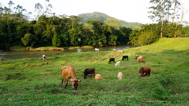 Cows in the pasture