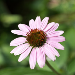 Obraz premium Echinacea