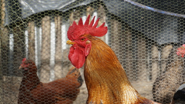 Rooster crest