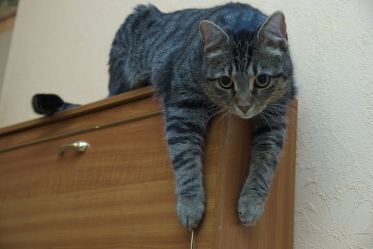 Herunterh&auml;ngende Katze auf einer Komode