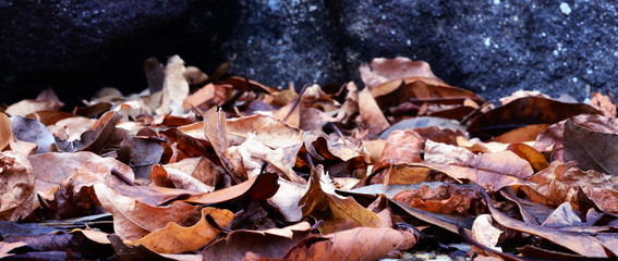 Fallen leaves