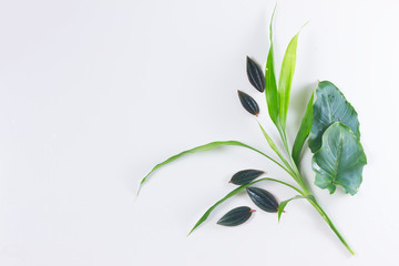 fresh green exotic tropical leaves decoration with copy space on white background