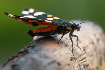 Scarlet tiger moth (Callimorpha dominula) profile. Brightly coloured British insect in the family Erebidae, previously Arctiidae, on wood