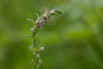 Red bartsia (Odontites vernus) in flower. A parasitic plant in the family Scrophulariaceae, showing pink flowers