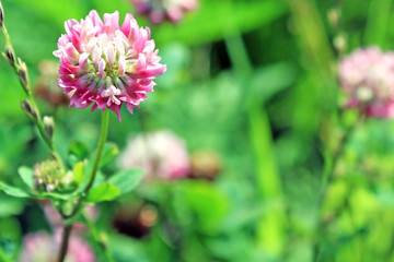 Brilliant pink flower