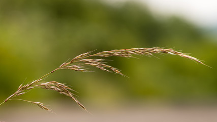 False oat-grass (Arrhenatherum elatius) in seed. Panicle of tufted perennial grass common in lowland British grassland including verges and meadows