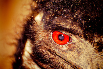 Emu eye