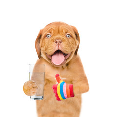 Puppy is holding a glass of clean water and showing thumbs up. isolated on white background