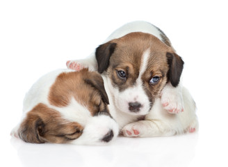 Group of sleeping puppies Jack Russell. isolated on white background