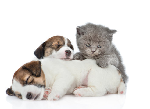 Kitten and sleeping puppies Jack Russell. isolated on white background