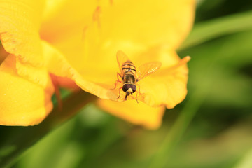 Bee