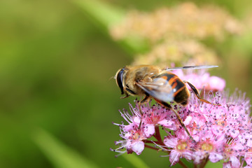 Bee