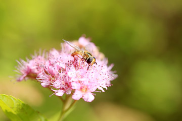 Bee