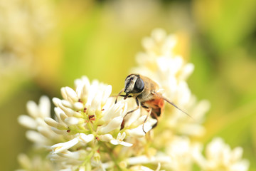 Bee