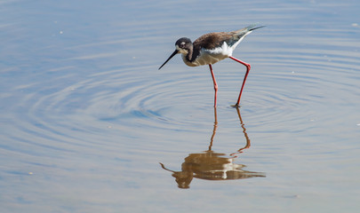 a stilt in a pond maui hawaii