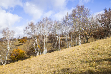 In autumn, trees on the hillside