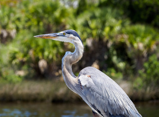 Great Blue Heron Close Up