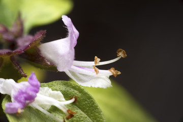 close up ocimum basilicum flower