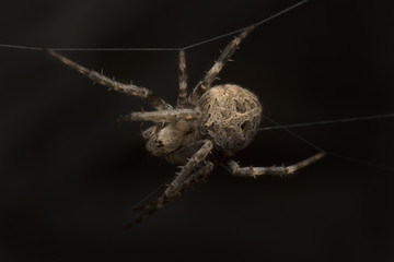 Spider garden-spider (lat. Araneus)
