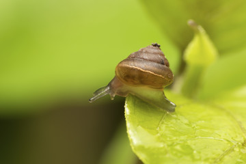 snail on leaf background