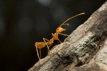 Macro shot of red ant in nature.