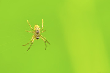 spider on cobweb and green background