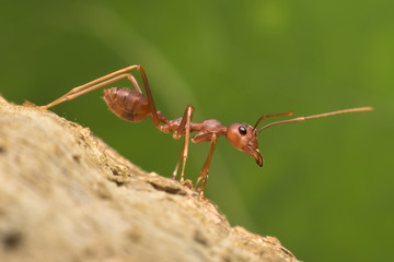Red ant stand on wood and Green background