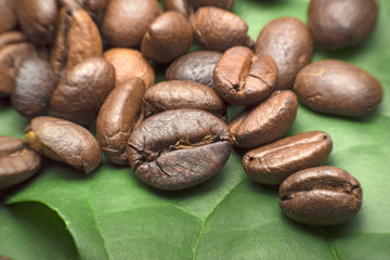 coffee bean on green leaf