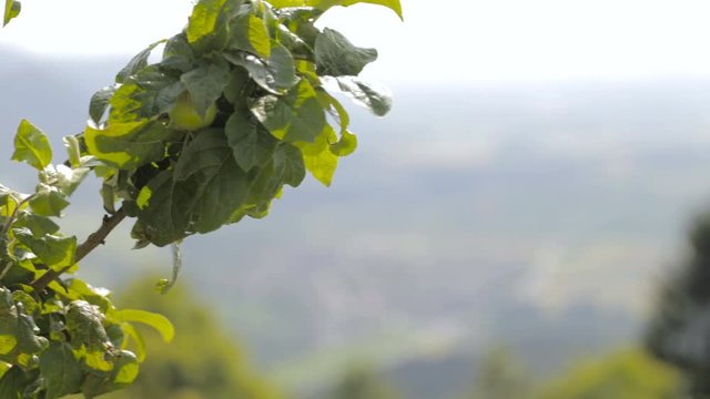 Green tree branch refocus sliding to green valley 4K
