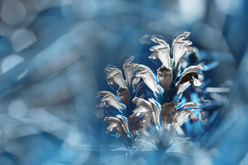 Floral blue-white background. Wildflowers white on a blured bokeh background. Close-up.  Soft...