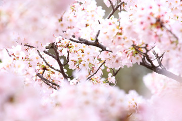 Cherry blossoms in full bloom