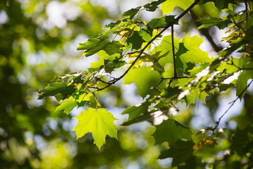 Green leaves against of sun