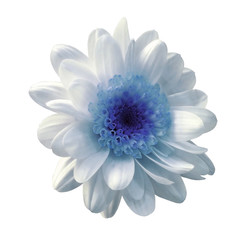 White-blue flower chrysanthemum. Garden flower. White  isolated background with clipping path.  Closeup. no shadows.  Nature.
