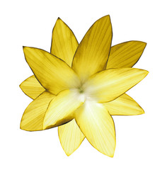 Yellow flower.  White isolated background with clipping path.   Closeup.  no shadows.  For design.  Nature.