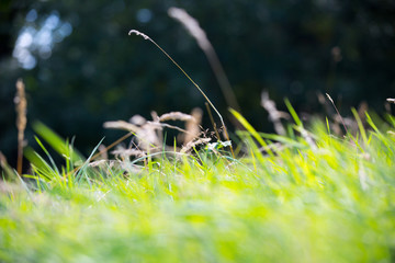 Green grass