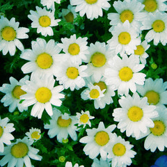 Daisy blooms