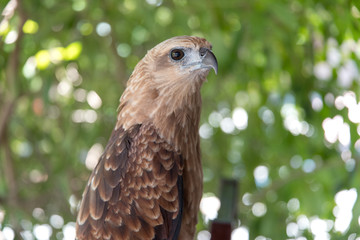 Philippines eagle in Pinatubo