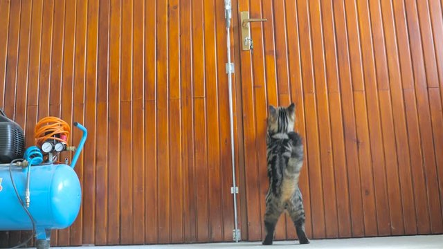 Cat jump on garage door hook slowmotion 4K