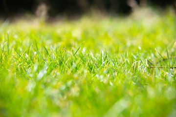 Green grass