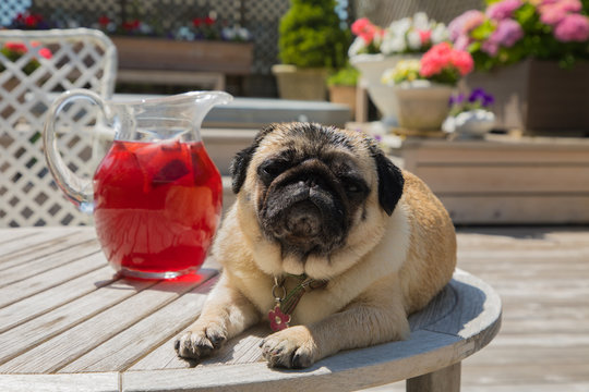 Cute Pug Posing with Glass Pitcher of Brewing Sun Tea on Outdoor Deck with Flowers in Background