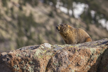Marmot, Rocky Mountain National Park, Colorado, USA
