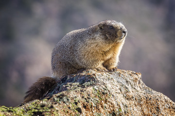 Marmot, Rocky Mountain National Park, Colorado, USA