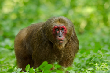 Obraz premium Bear macaque, Stump-tailed macaque (Macaca arctoides) with a red face in Keang Krachan National Park, Thailand.