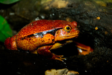 Madagascar tomato frog or crapaud rouge de Madagascar (Dyscophus antongilii)