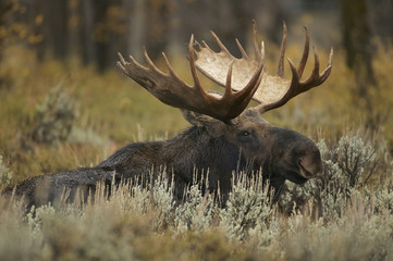 Moose (Alces alces) Grand Teton NP, Wyoming, USA - 163420394