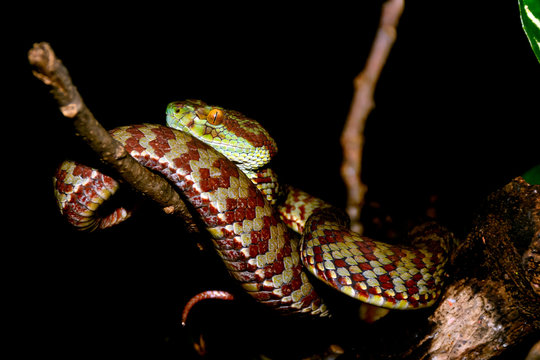 Trimeresurus venustus, previously Cryptelytrops venustus – (Brown-spotted Green Pit Viper, Beautiful Pit Viper)